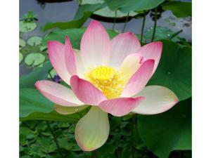 light pink lotus